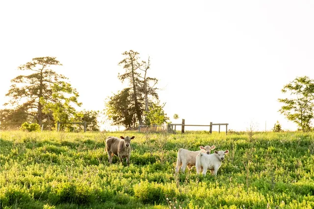a view of an ocean with beach