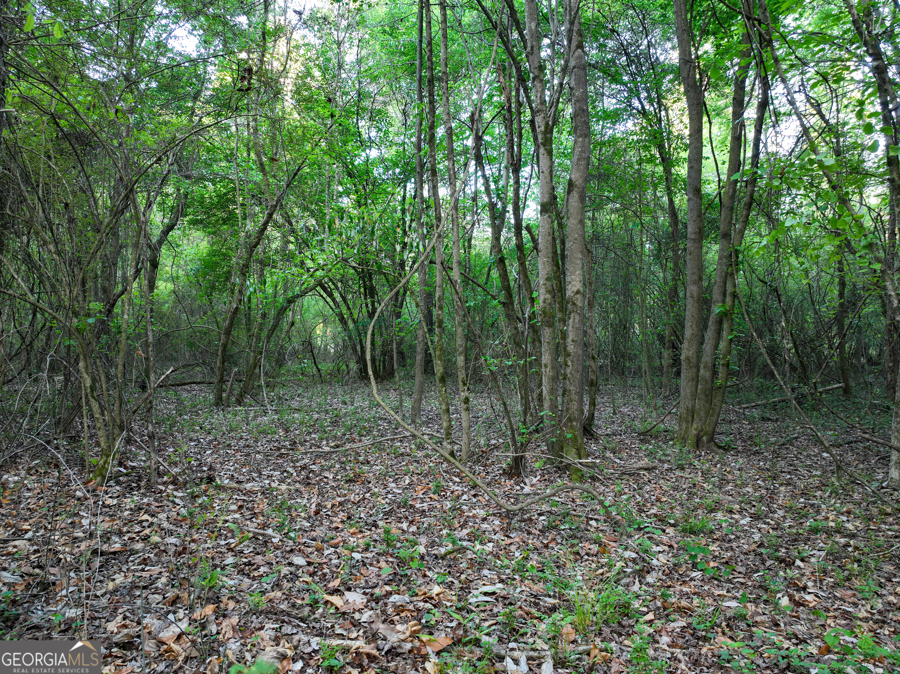 0 Zebulon Road Milner, GA 30257 - Photo 16 of 26 a view of a forest with trees in the background