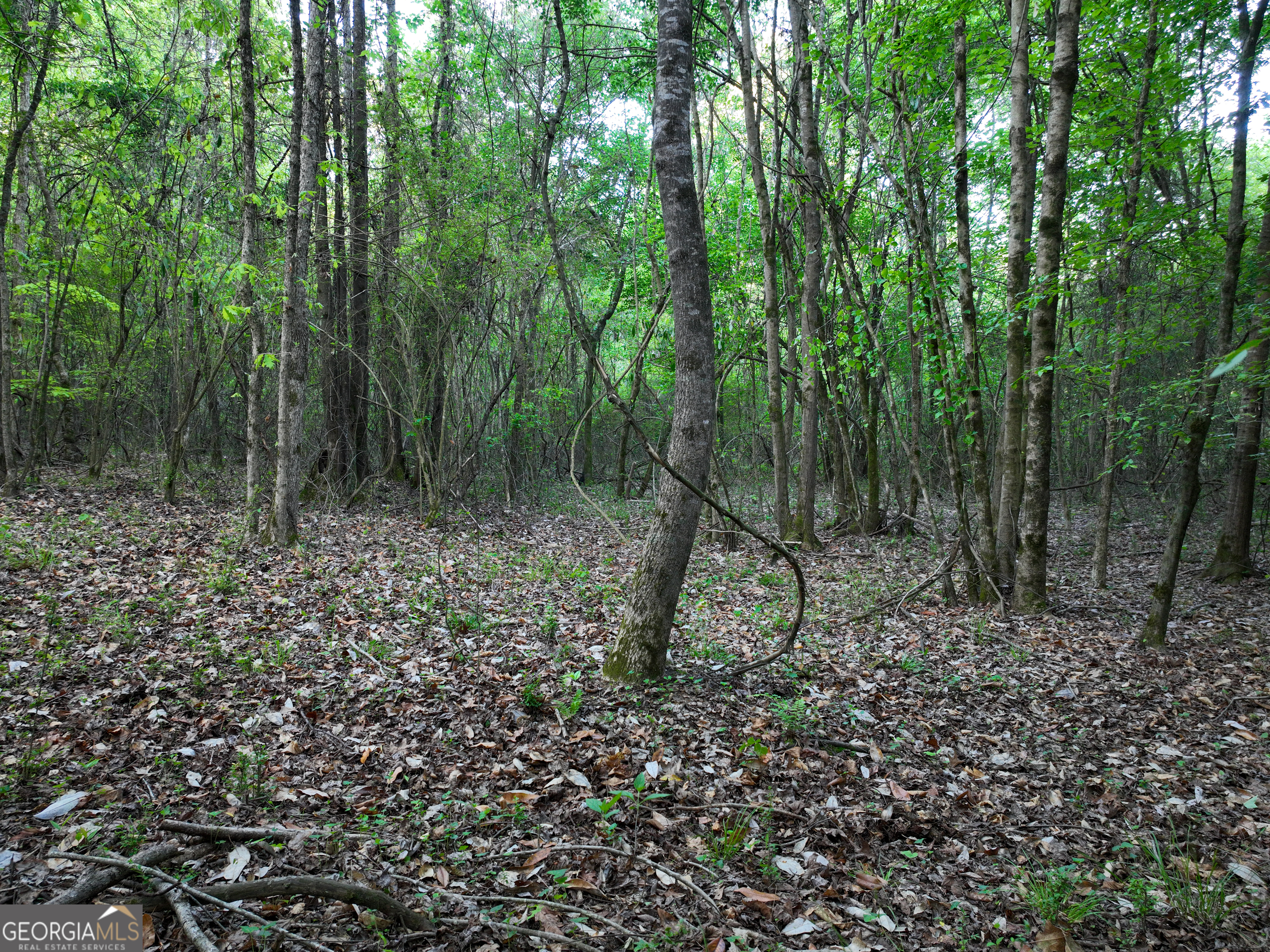 0 Zebulon Road Milner, GA 30257 - Photo 24 of 26 a view of a forest