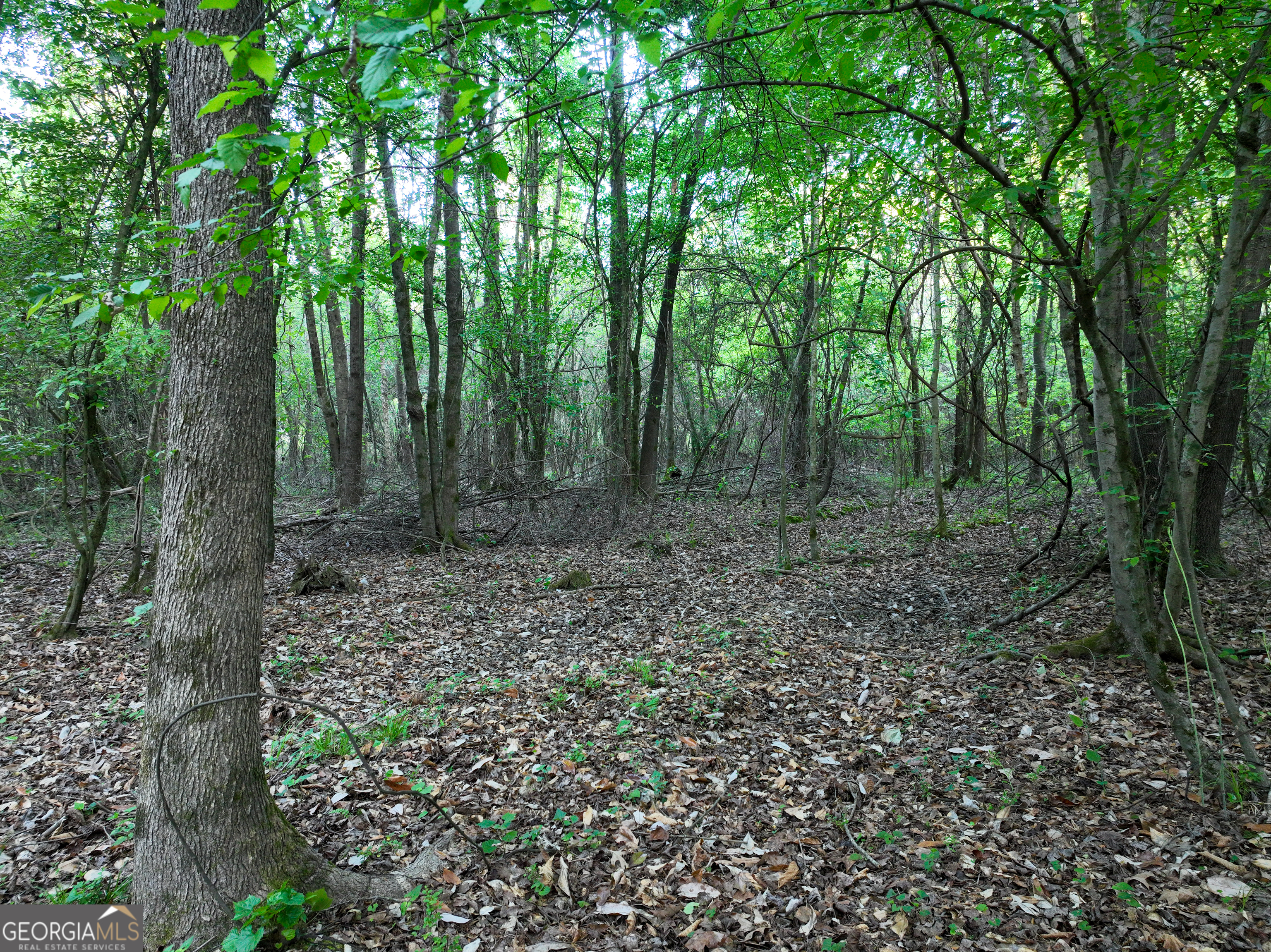 0 Zebulon Road Milner, GA 30257 - Photo 7 of 26 a view of a forest with trees in the background