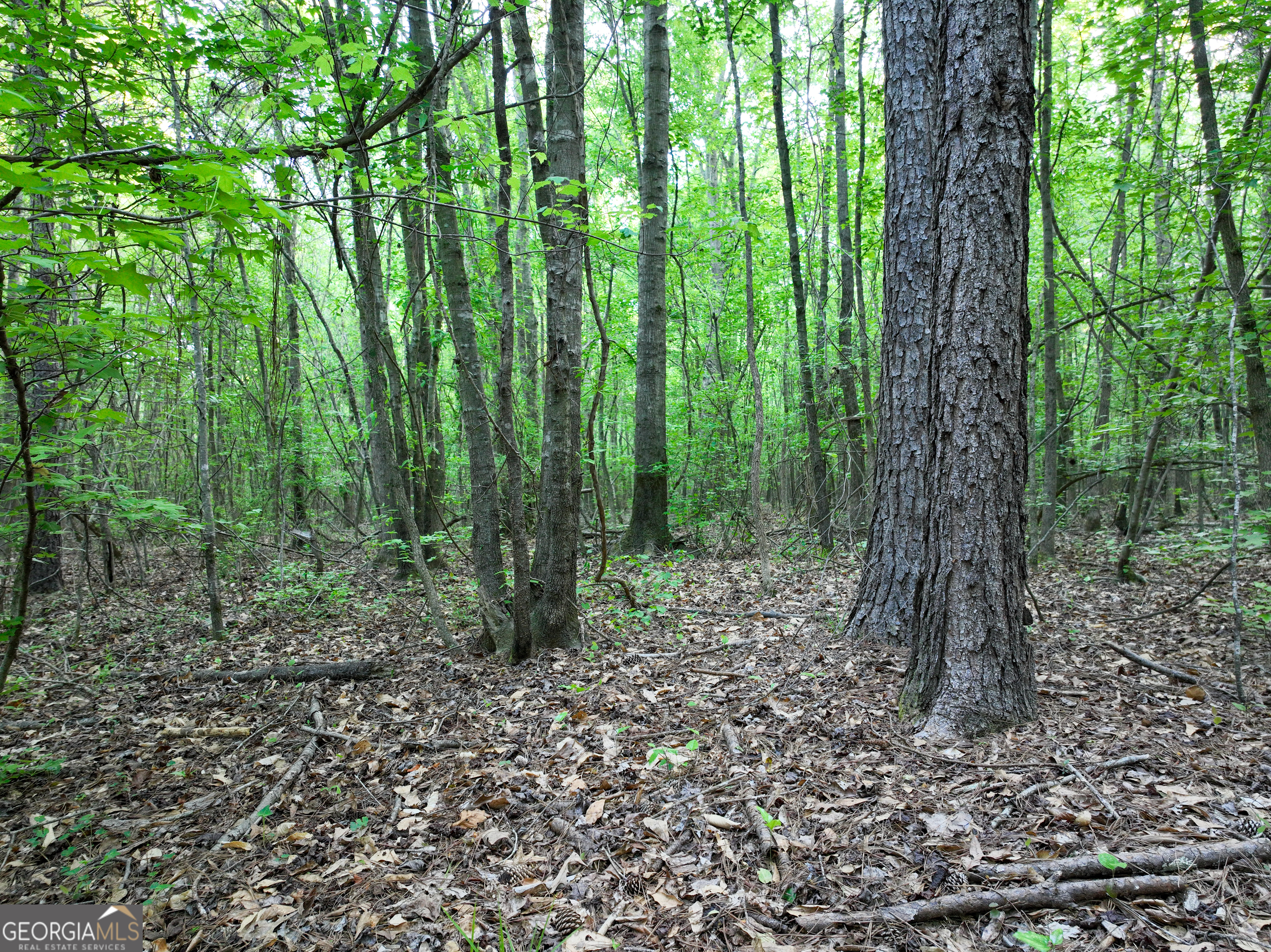 0 Zebulon Road Milner, GA 30257 - Photo 8 of 26 a view of a forest that has large trees