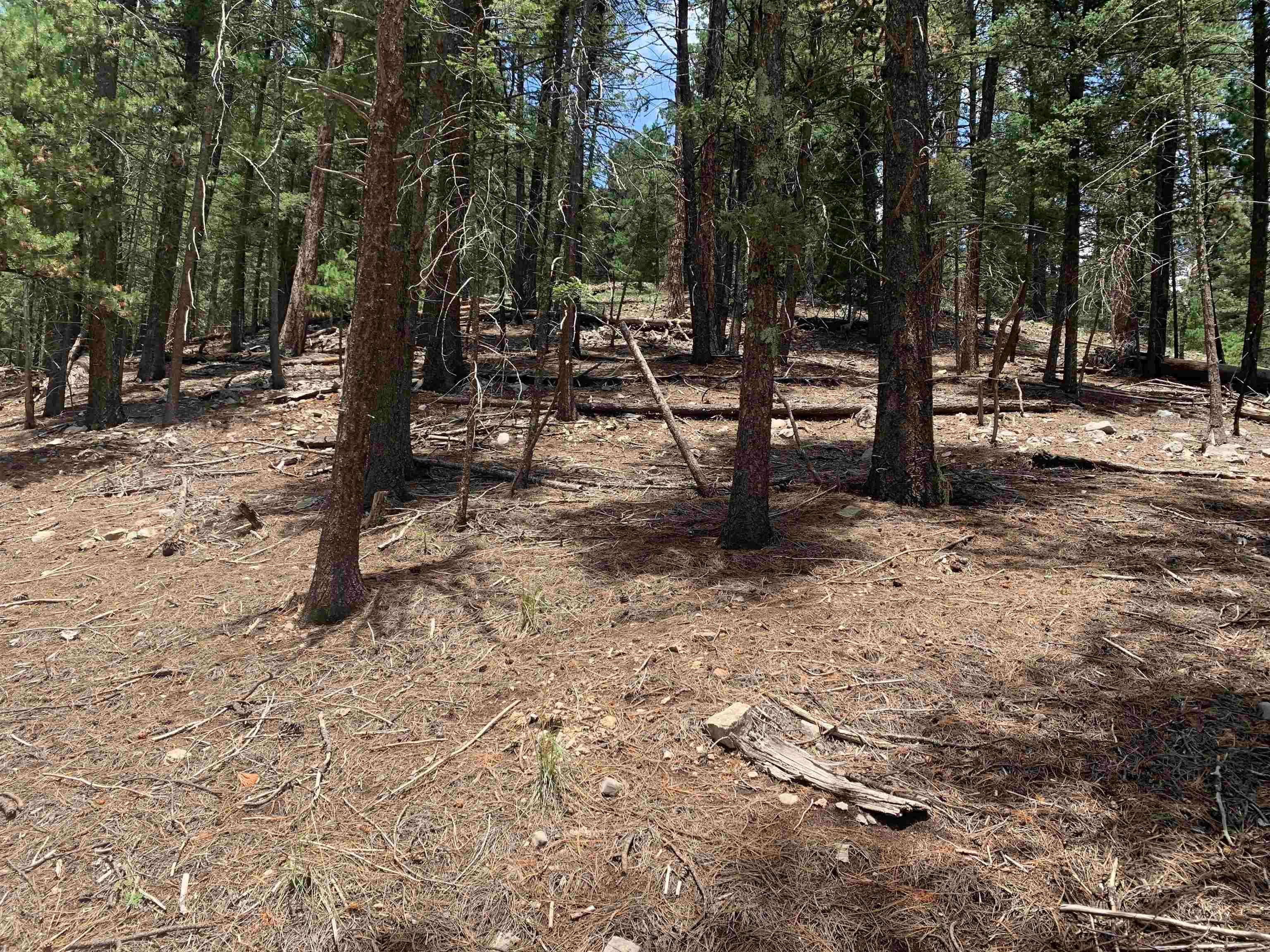 55 Forest View Road Cloudcroft, NM 88317 - Photo 30 of 33 Gallery Image 30