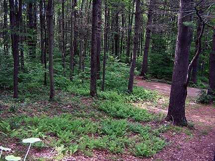 182 Ford Hill Road Rowe, MA 01367 - Photo 8 of 9 a view of a forest with trees