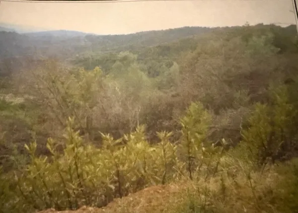 a view of a dry yard