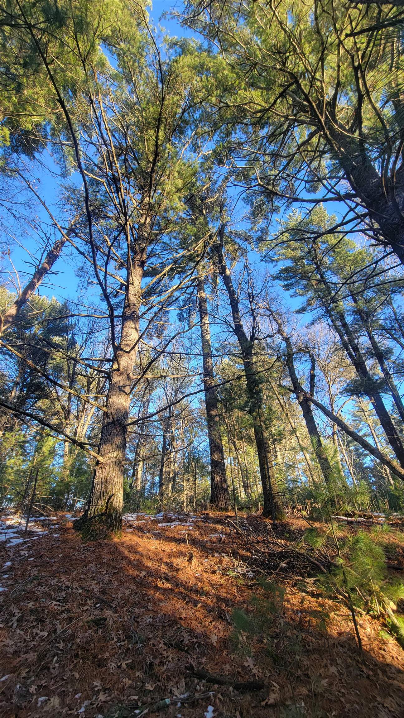 Lot 16 19th Arkdale, WI 54613 - Photo 7 of 16