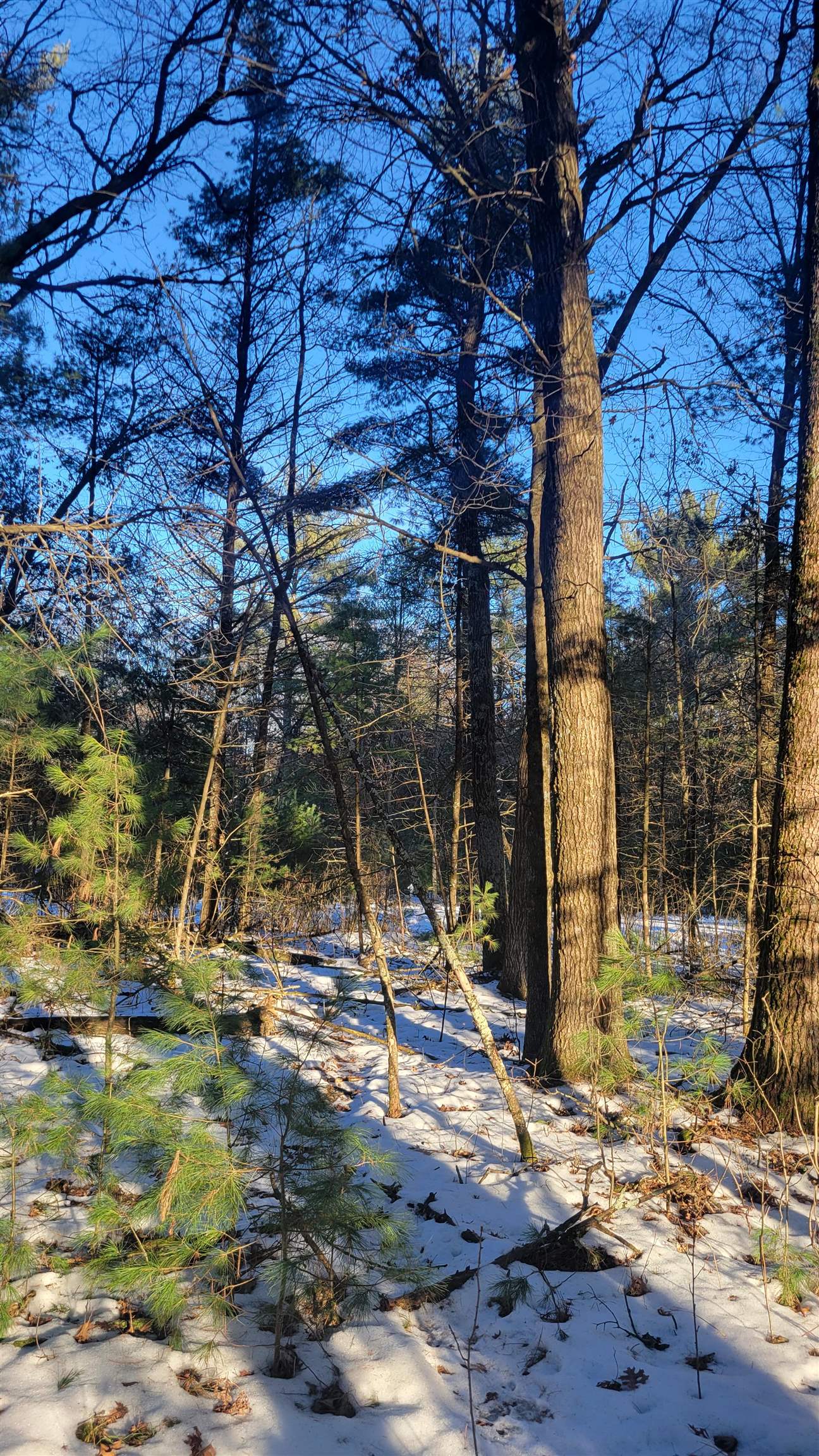 Lot 16 19th Arkdale, WI 54613 - Photo 8 of 16