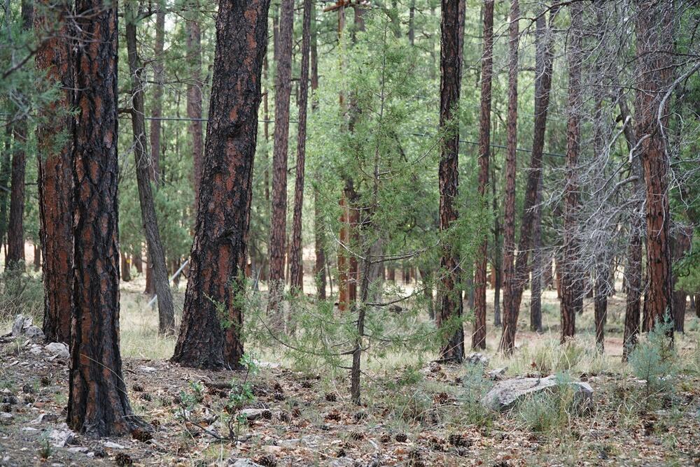 283 Lookout Trail Payson, AZ 85541 - Photo 6 of 10