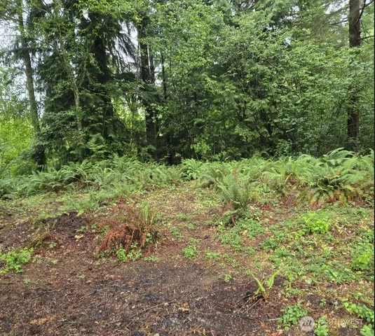 a view of a yard with plants and tree