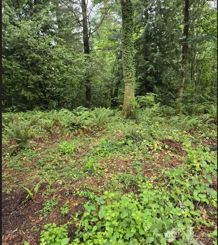 a view of a lush green forest