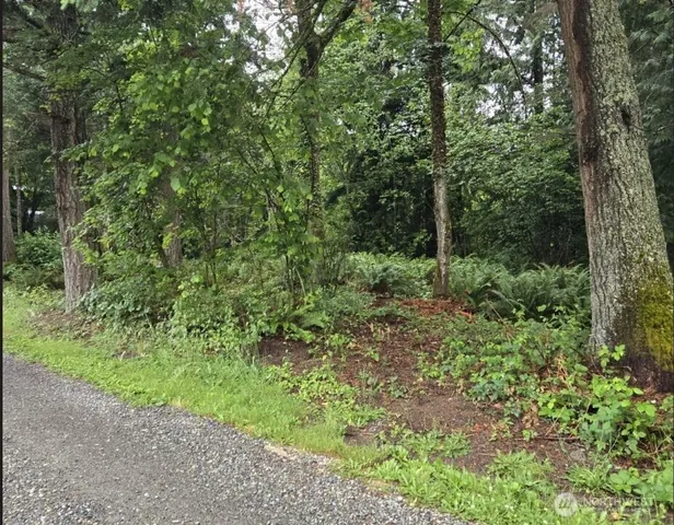 a view of a forest with trees in the background