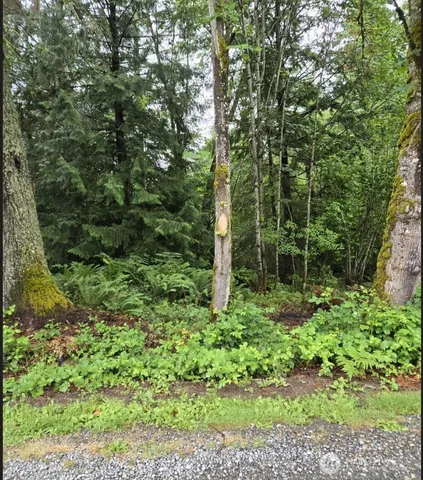 a view of a lush green forest