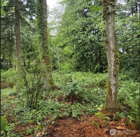 a view of a lush green forest