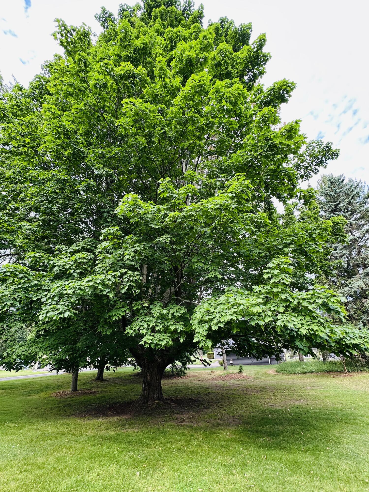 1978 Lakeshore Road Manistee, MI 49660 - Photo 29 of 37 A perfect climbing tree!