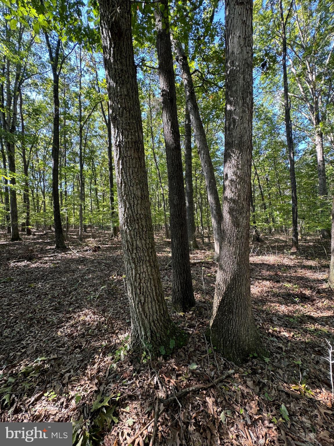 362 Oak Hill Road Moorefield, WV 26836 - Photo 52 of 132 Gallery Image 52