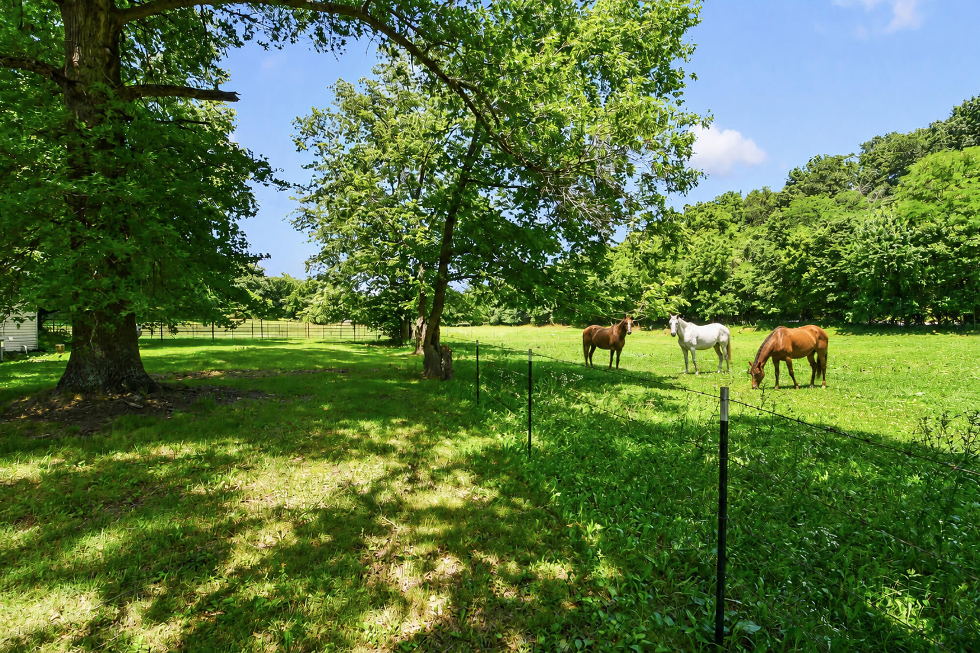 533 Ghan Road Clever, MO 65631 - Photo 5 of 57 533 Ghan Rd