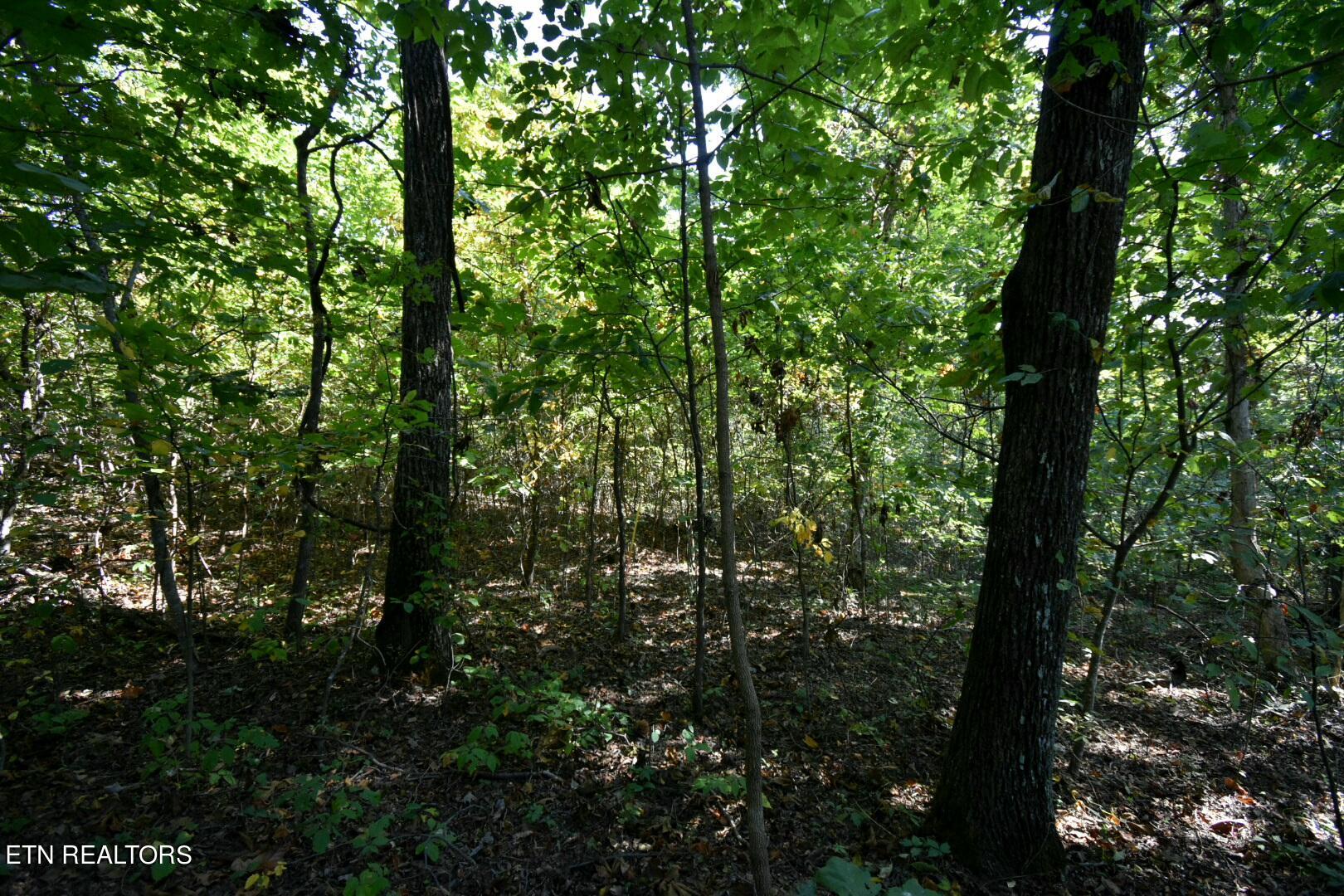 Overlook Trail Spring Spring City, TN 37381 - Photo 4 of 16 ADS_0532