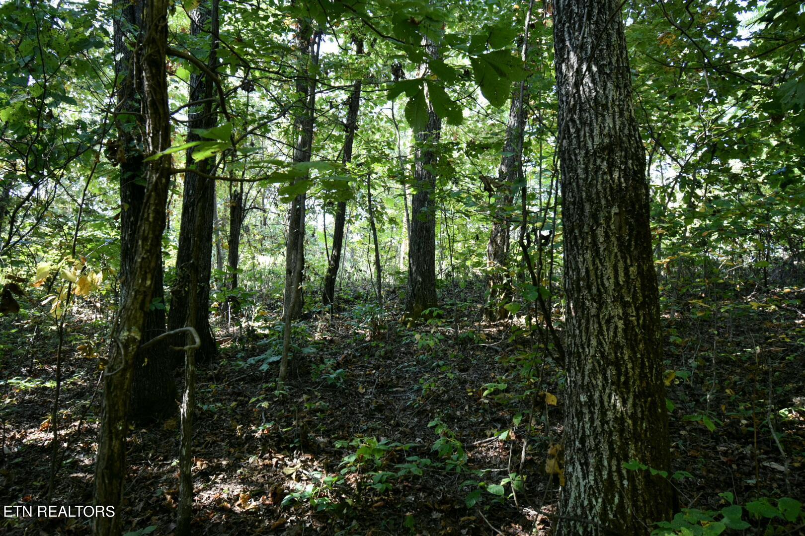 Overlook Trail Spring Spring City, TN 37381 - Photo 5 of 16 ADS_0533