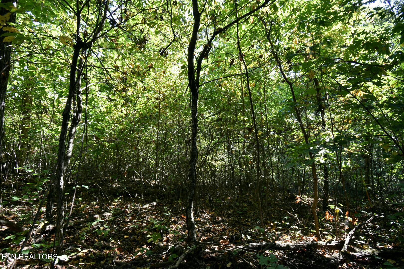 Overlook Trail Spring Spring City, TN 37381 - Photo 6 of 16 ADS_0535