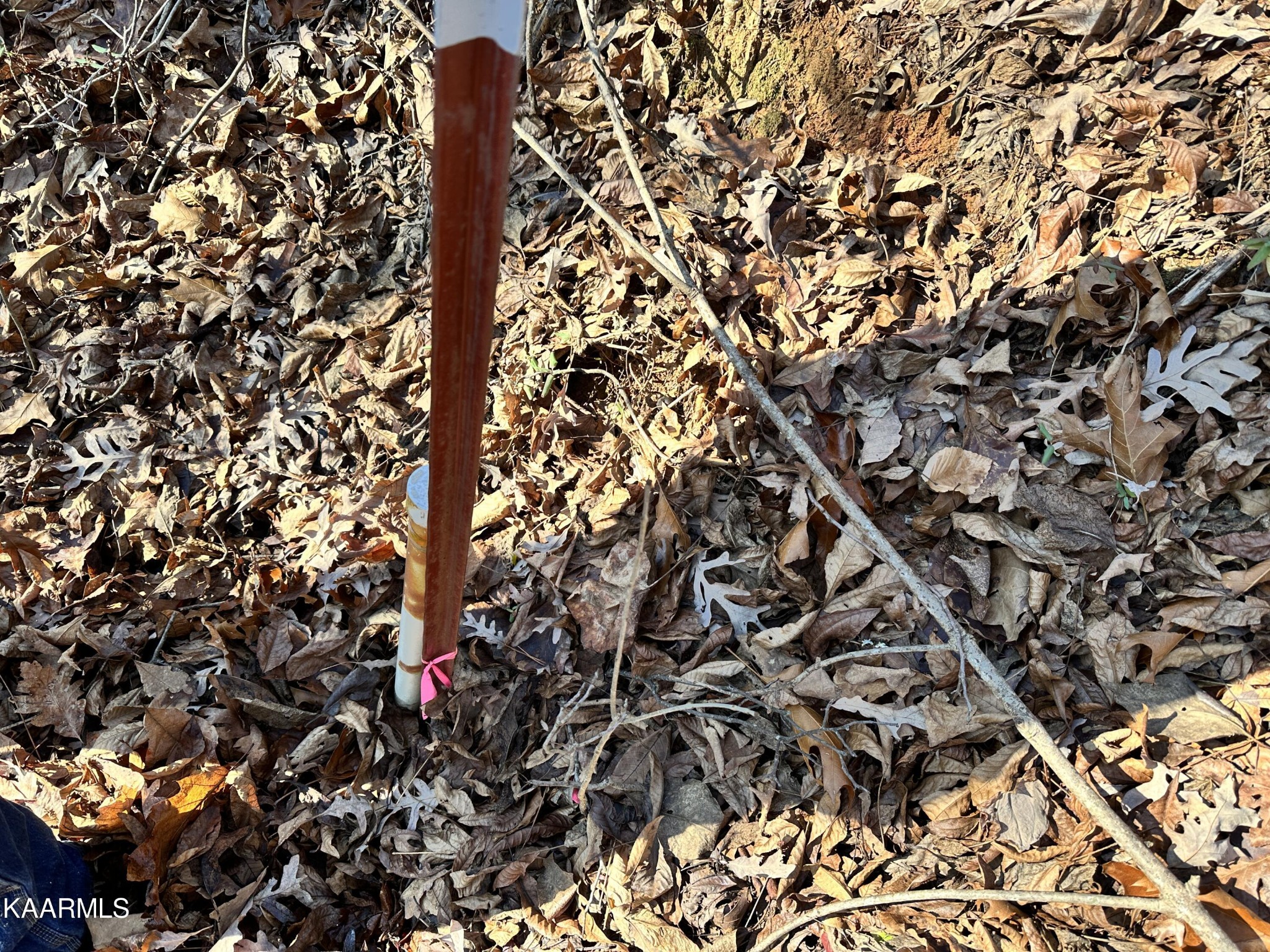 502 Stevia Road Cosby, TN 37722 - Photo 21 of 22 a picture of tree