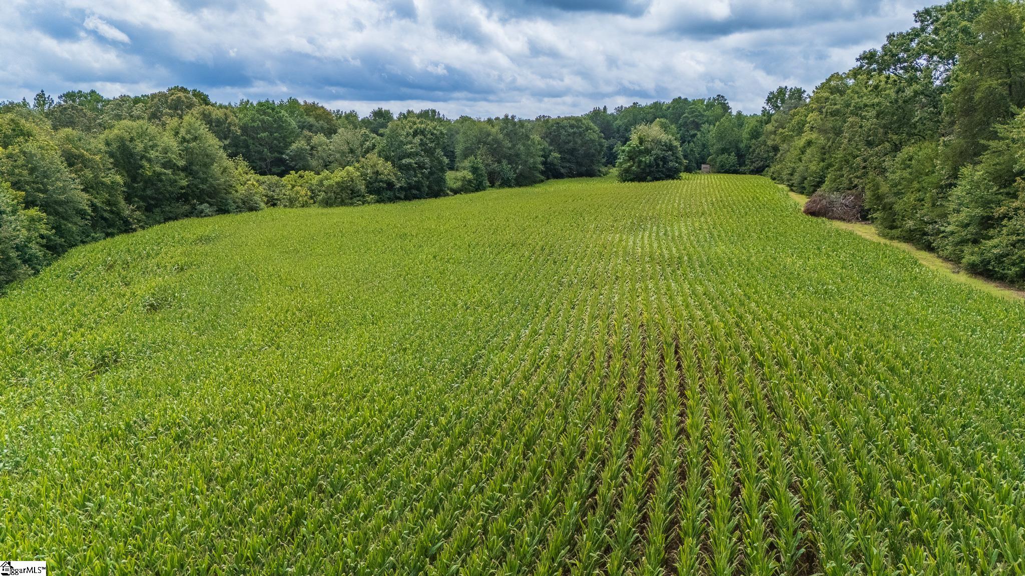 3961 Forrester Road Greer, SC 29651 - Photo 5 of 16