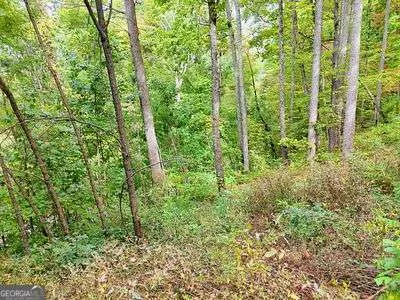a view of a forest with trees
