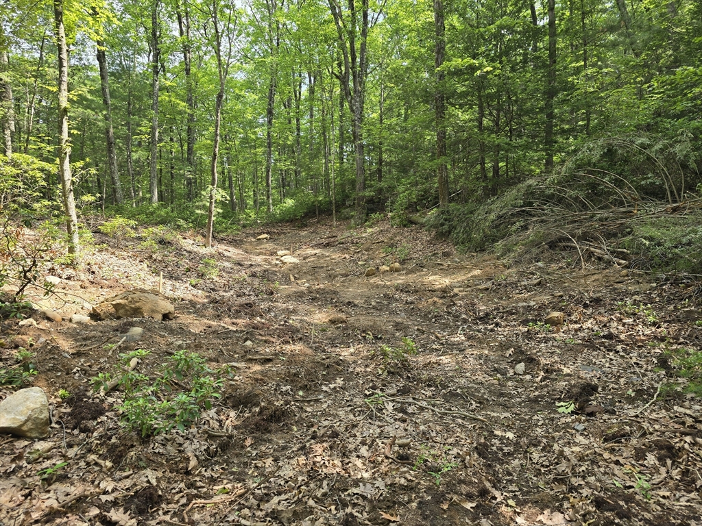 37 North Farms Road Williamsburg, MA 01039 - Photo 3 of 7 a view of a forest with a trees