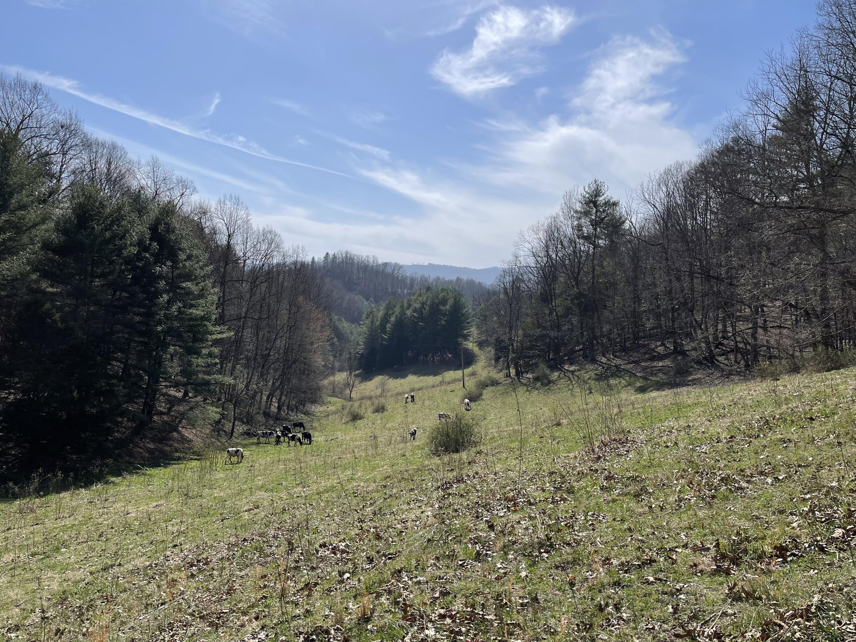 4532 Dry Hill Road Butler, TN 37640 - Photo 3 of 28 2023-03-01 14.26.09