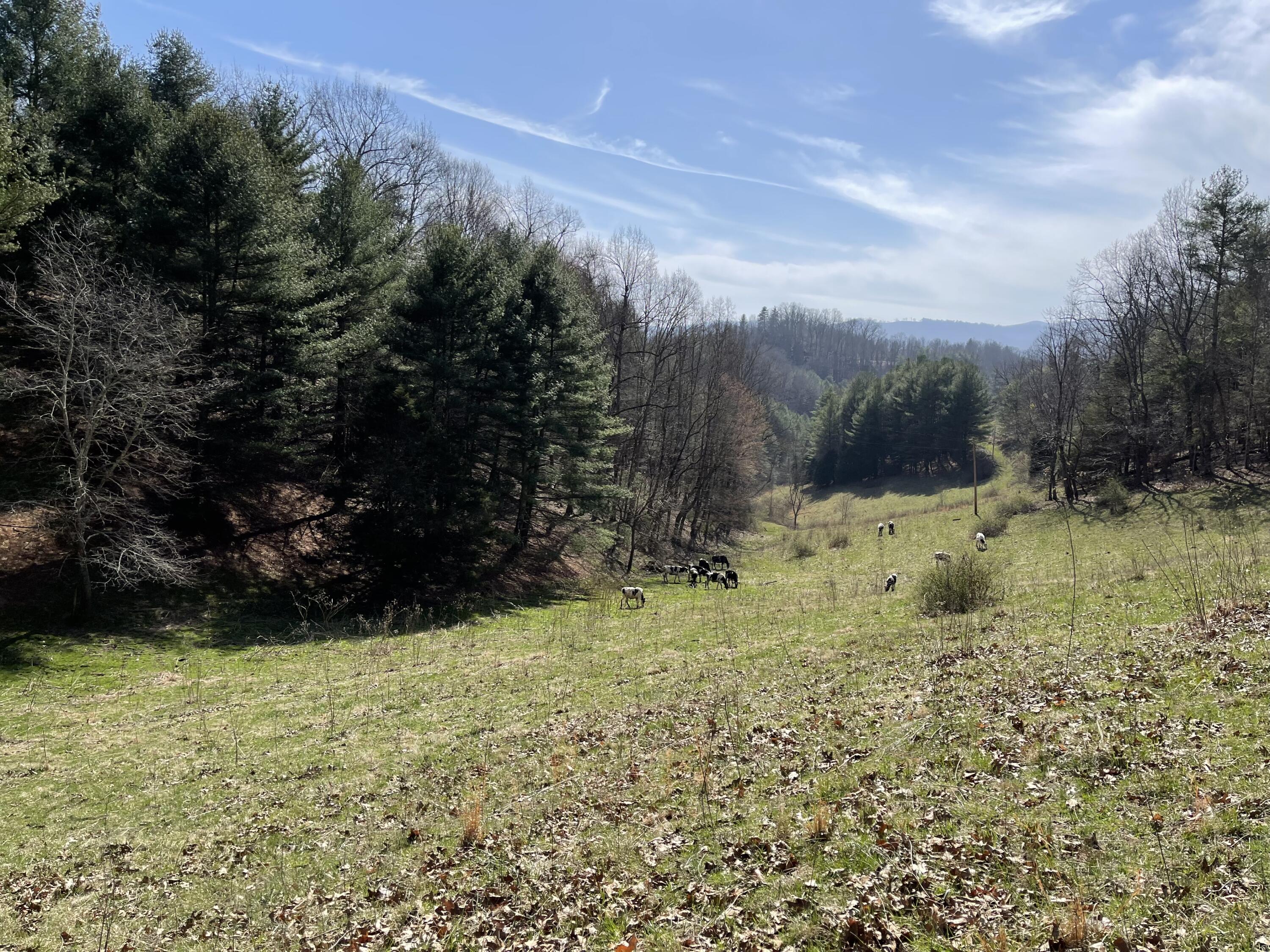 4532 Dry Hill Road Butler, TN 37640 - Photo 4 of 28 2023-03-01 14.26.13