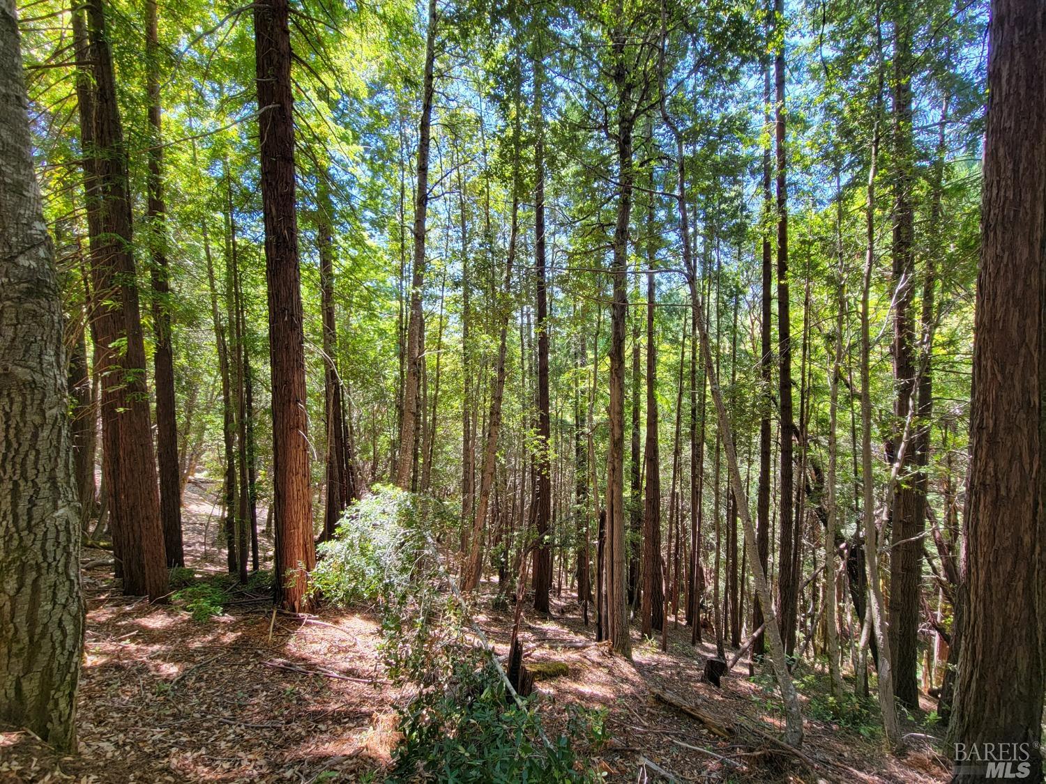0 Clover Drive Willits, CA 95490 - Photo 11 of 14 a view of outdoor space and garden