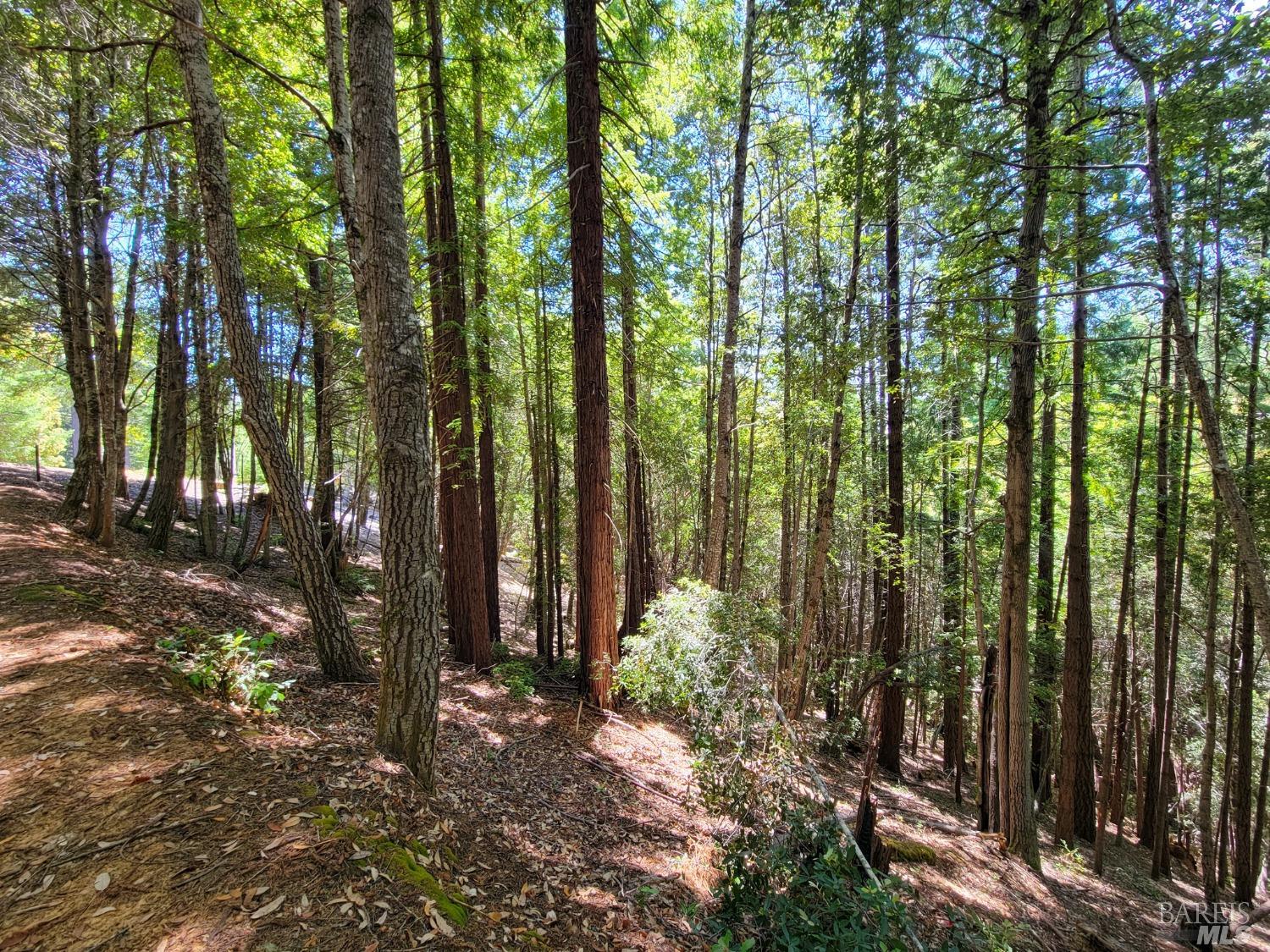 0 Clover Drive Willits, CA 95490 - Photo 12 of 14 a view of forest