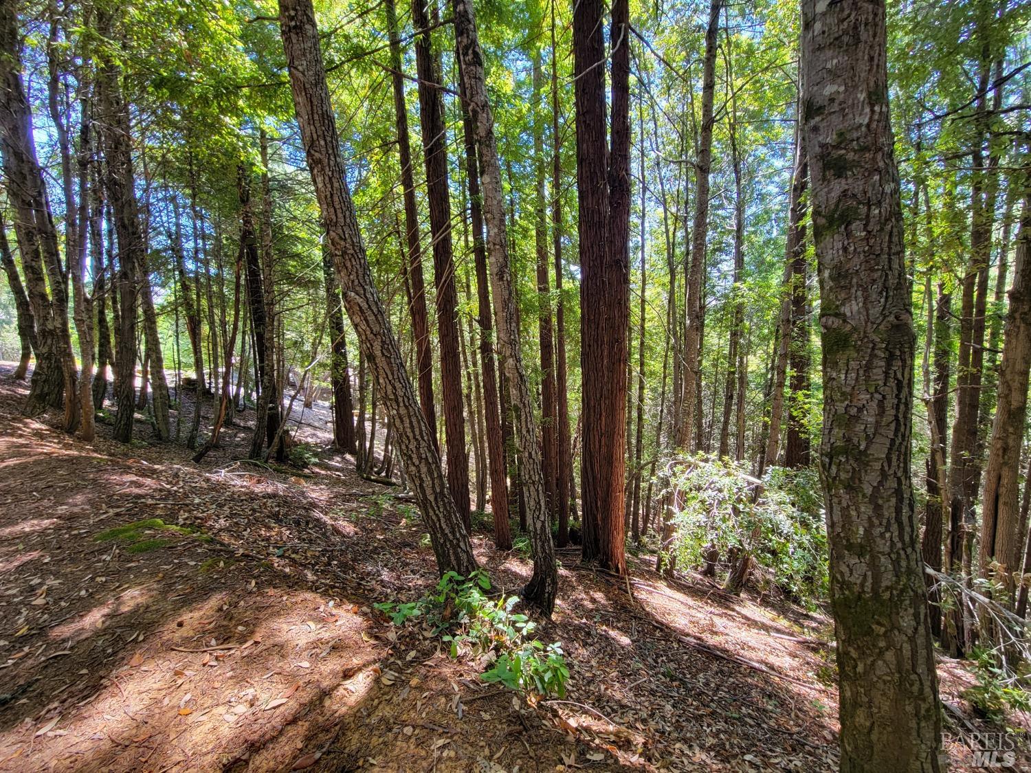 0 Clover Drive Willits, CA 95490 - Photo 14 of 14 a view of a backyard with trees