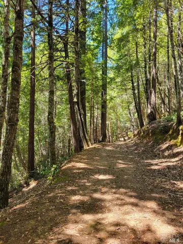 a view of a yard with plants and trees