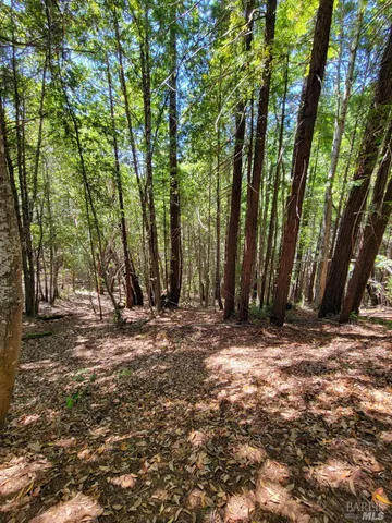 a view of a tree in the middle of a yard