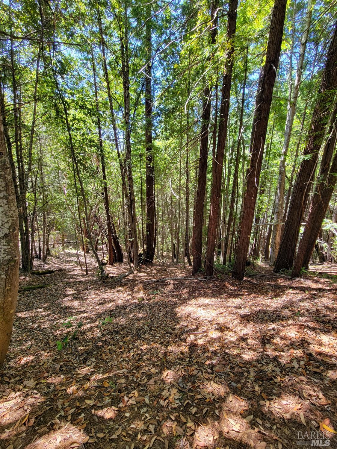 0 Clover Drive Willits, CA 95490 - Photo 10 of 14 a view of a tree in the middle of a yard