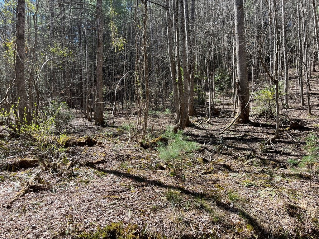 463 Hiwassee Dam Access Road Murphy, NC 28906 - Photo 19 of 36
