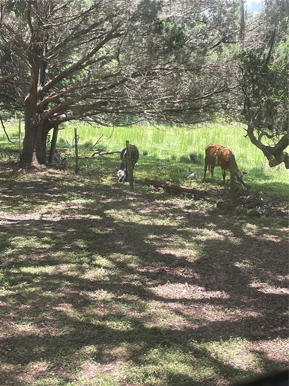 3267 Rackley Road Brooksville, FL 34604 - Photo 23 of 23 a view of yard
