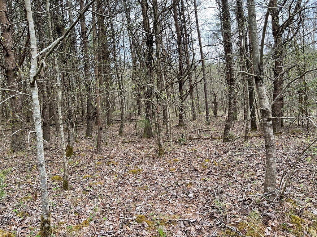 0 Laurel Branch Road Hayesville, NC 28904 - Photo 2 of 5