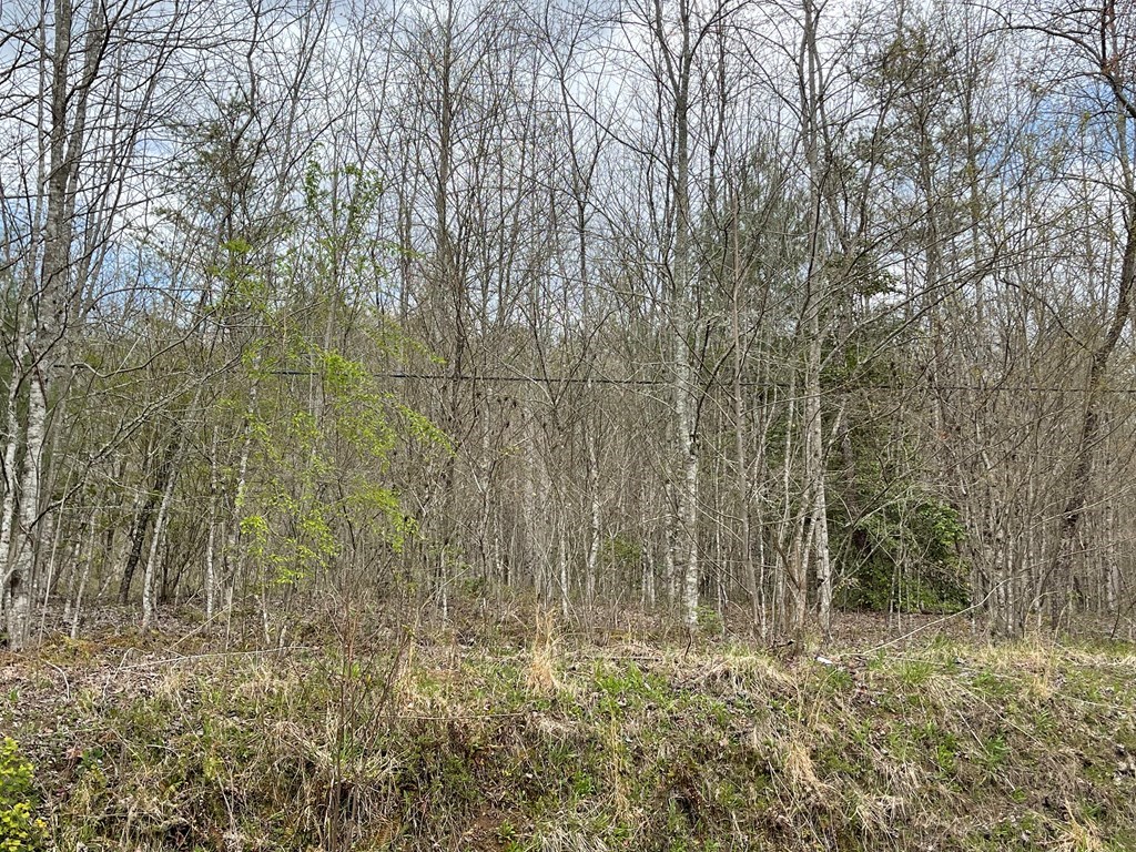 0 Laurel Branch Road Hayesville, NC 28904 - Photo 4 of 5