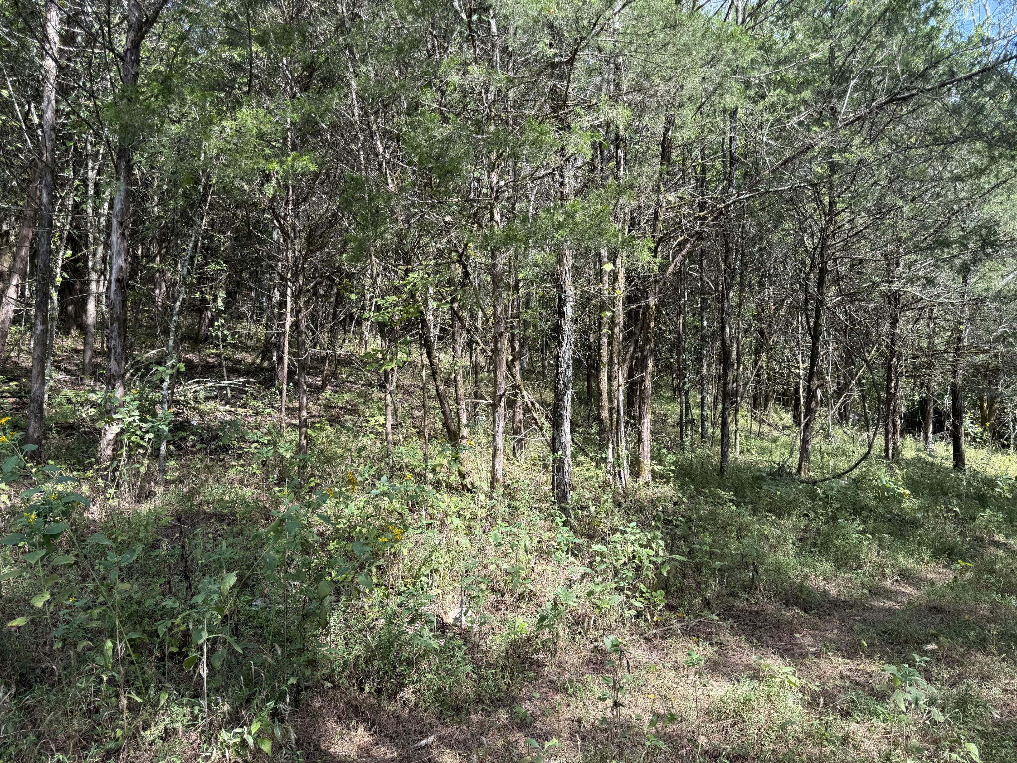 0 Celsor Road Hartsville, TN 37074 - Photo 13 of 27 a lush green forest with lots of trees