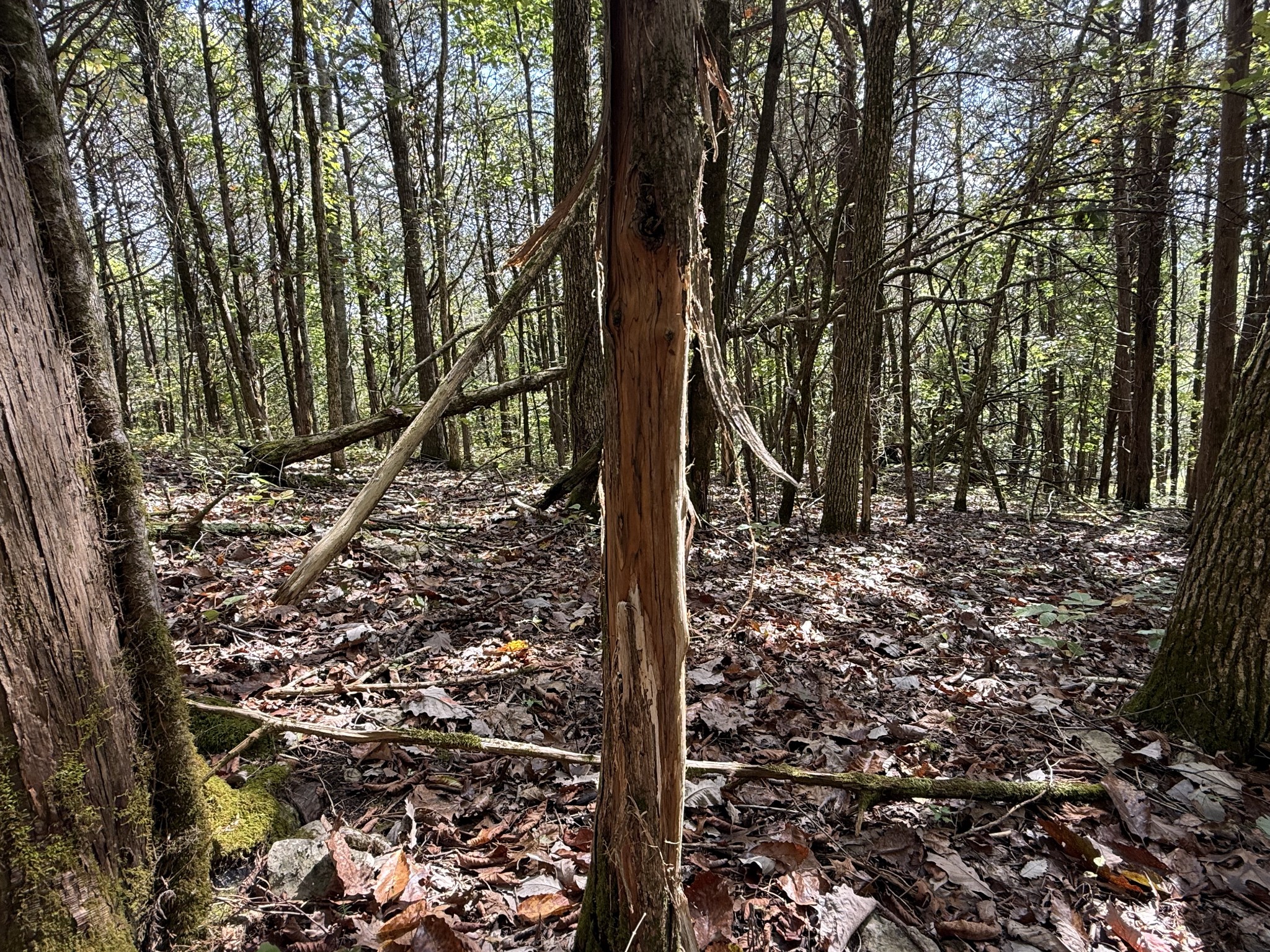 0 Celsor Road Hartsville, TN 37074 - Photo 14 of 27 a view of a forest filled with trees