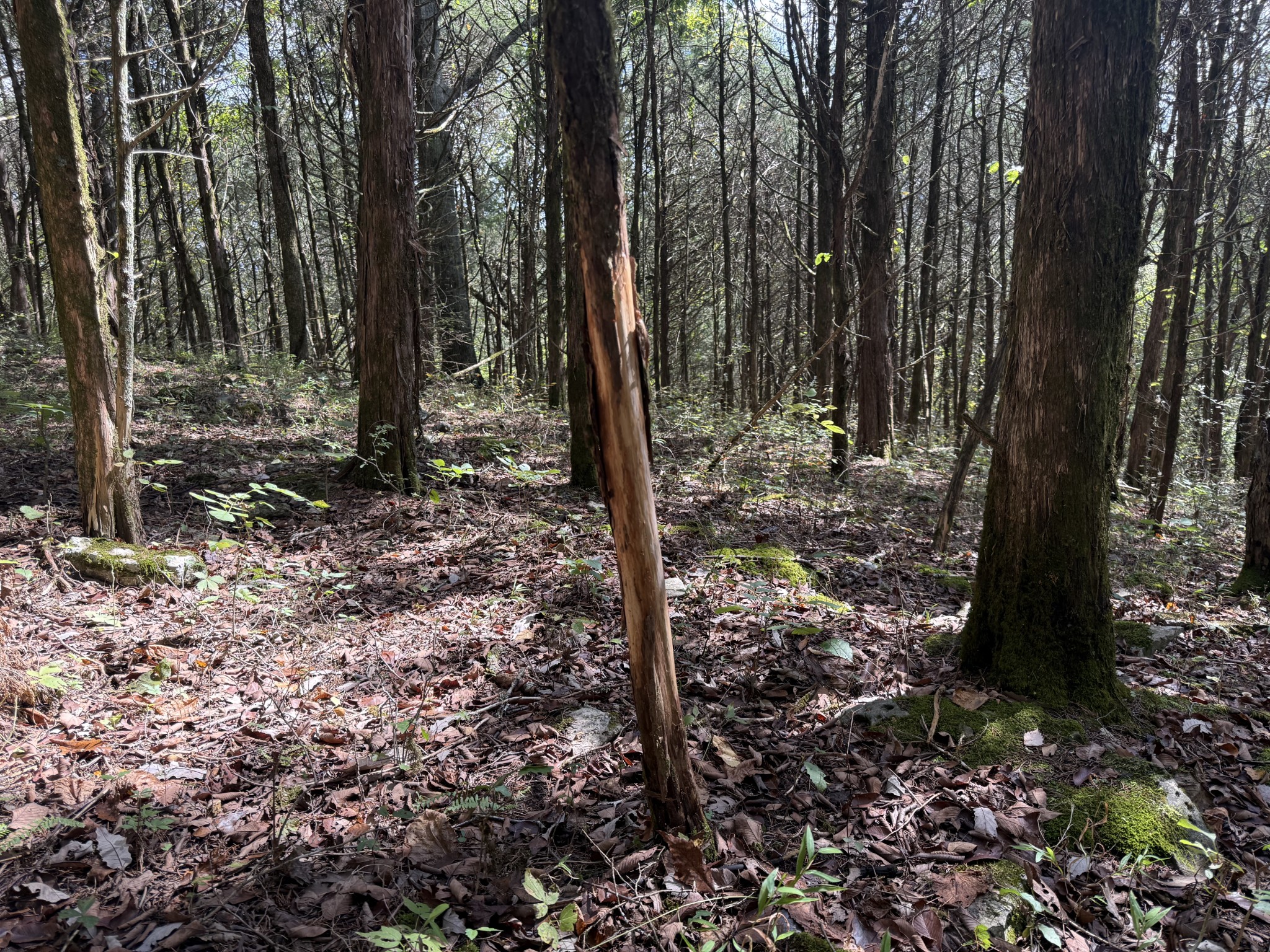 0 Celsor Road Hartsville, TN 37074 - Photo 15 of 27 a view of a forest with trees