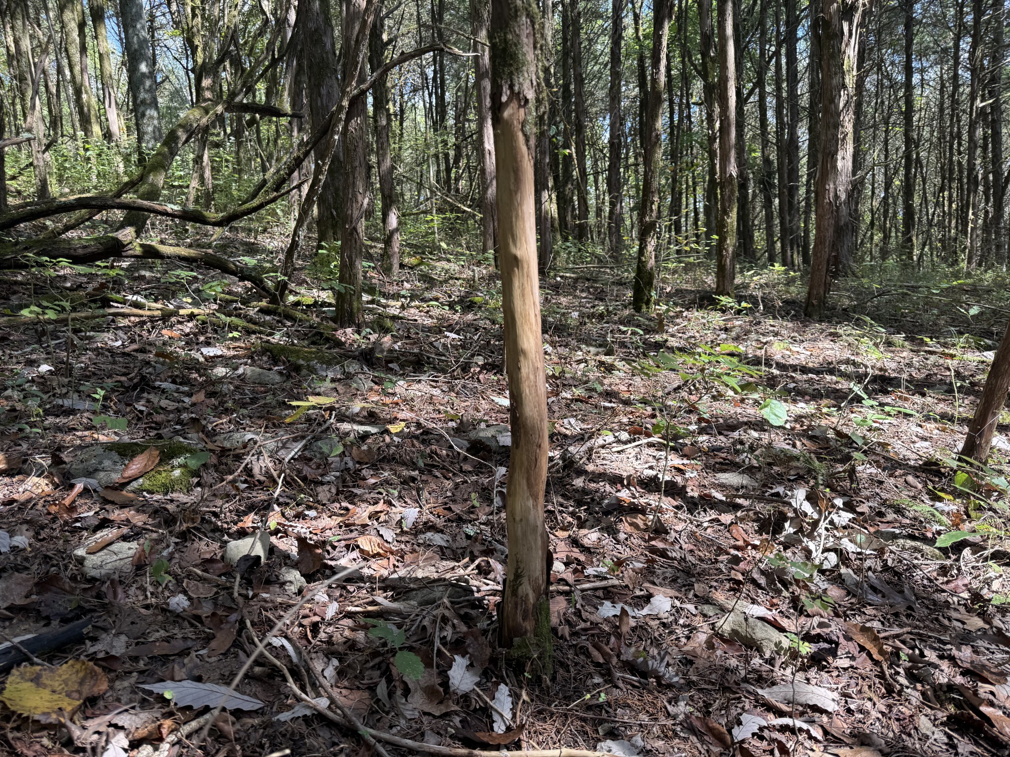 0 Celsor Road Hartsville, TN 37074 - Photo 16 of 27 a view of a forest
