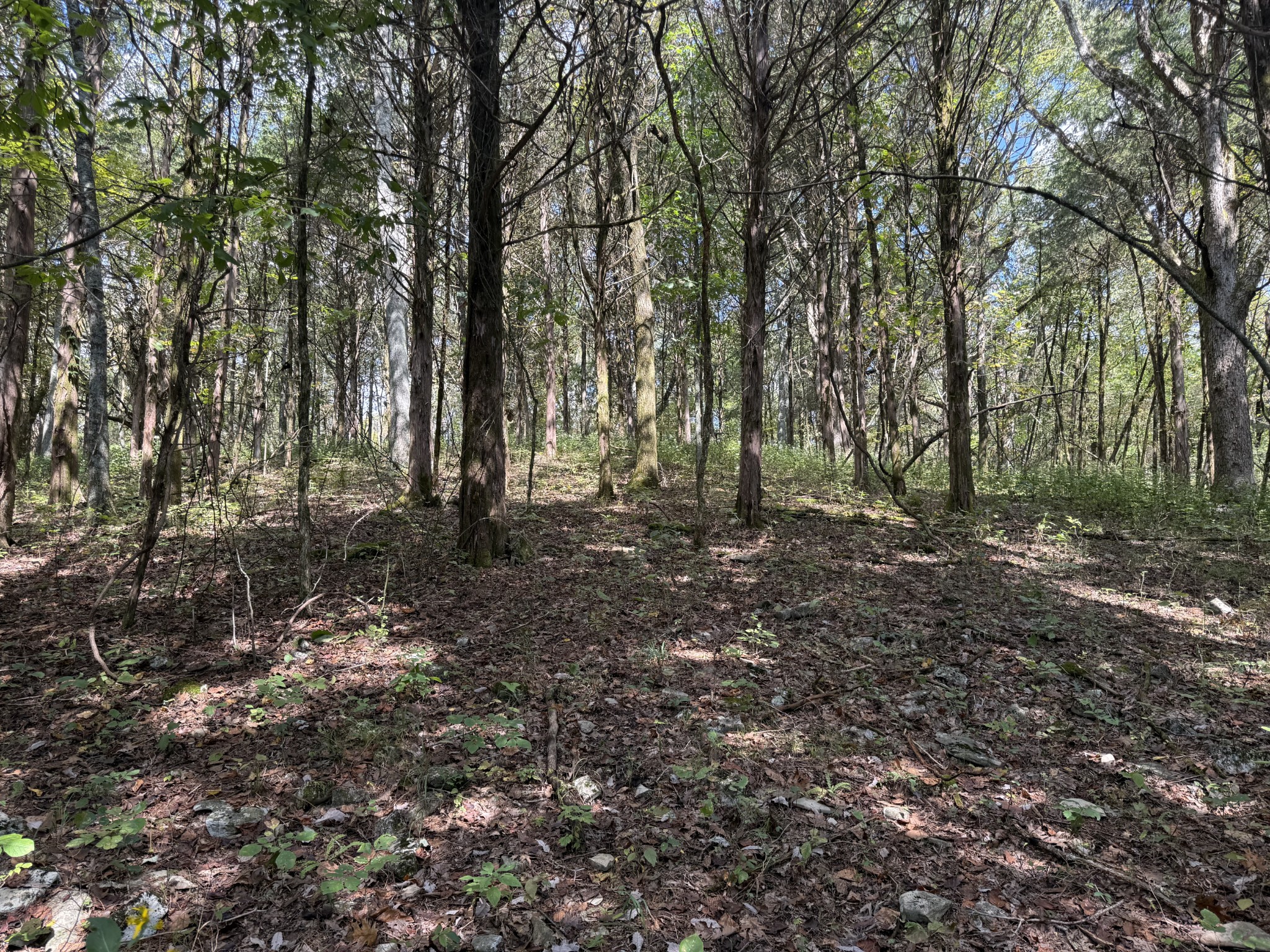 0 Celsor Road Hartsville, TN 37074 - Photo 17 of 27 a view of outdoor space with lots of trees