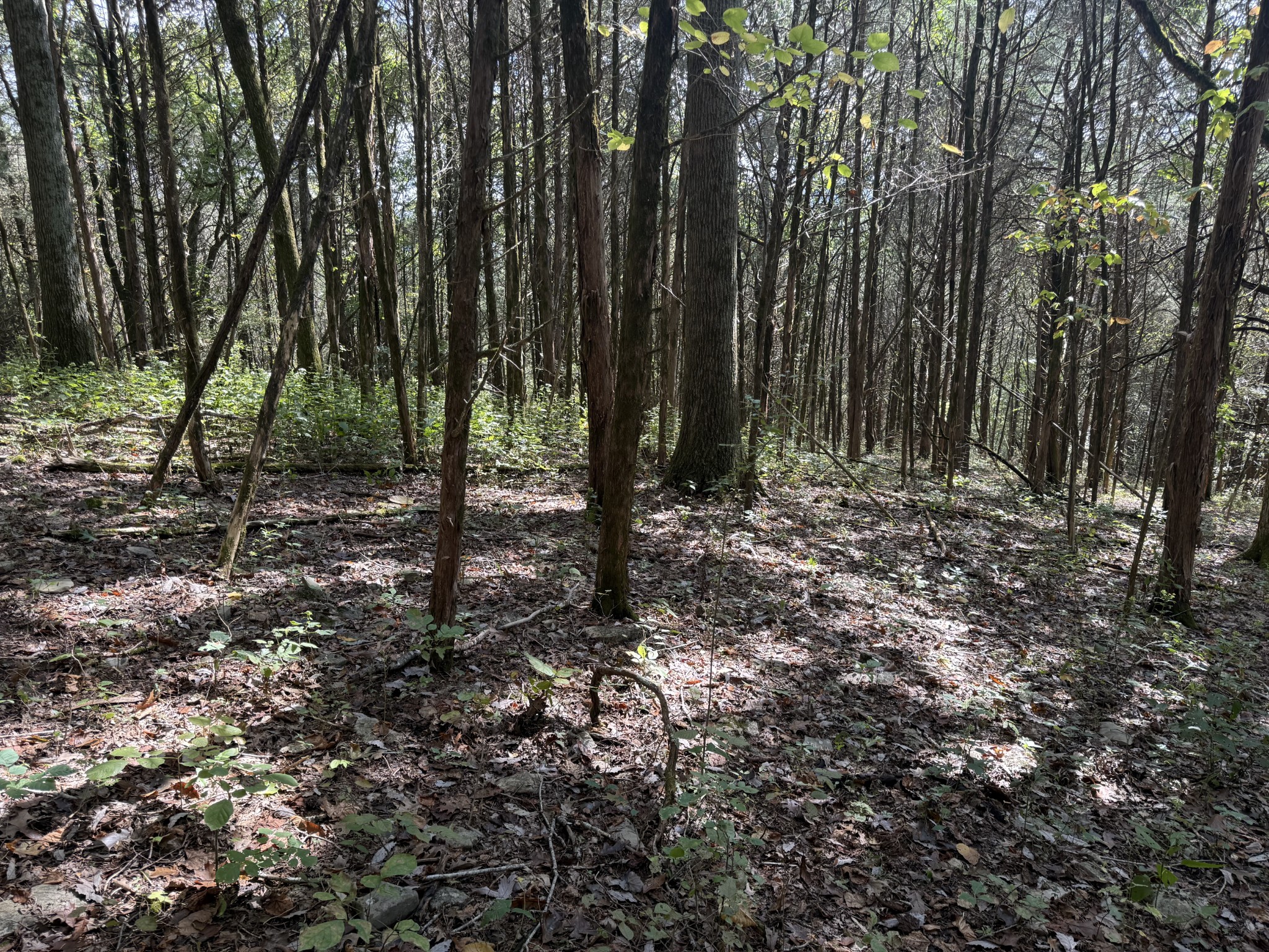 0 Celsor Road Hartsville, TN 37074 - Photo 18 of 27 a view of a backyard