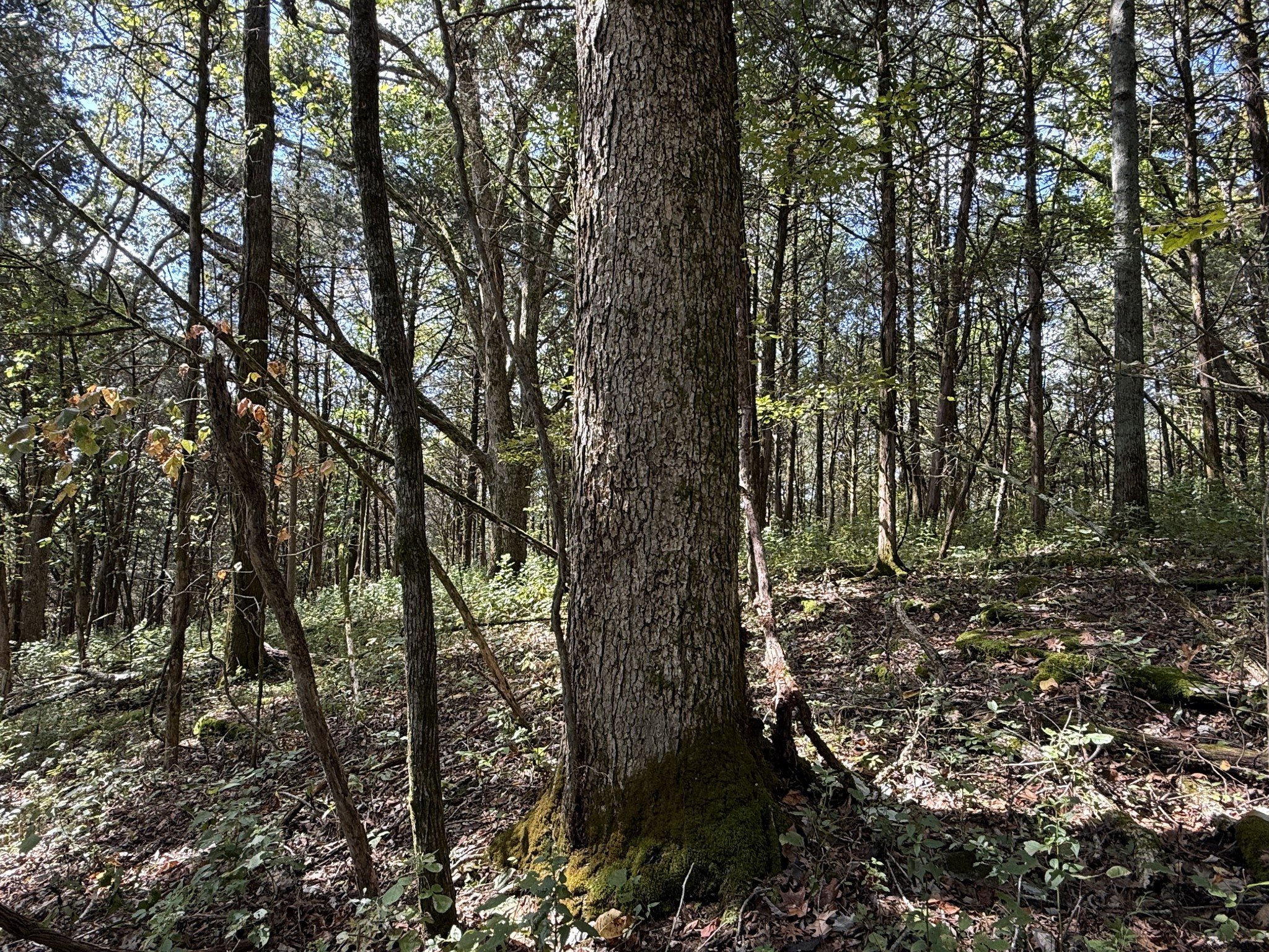0 Celsor Road Hartsville, TN 37074 - Photo 19 of 27 a view of outdoor space