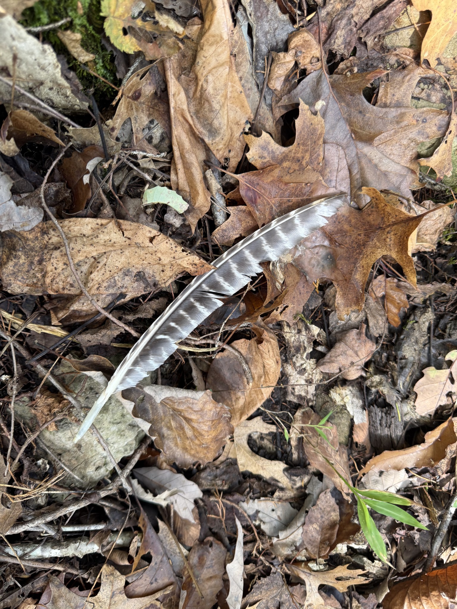 0 Celsor Road Hartsville, TN 37074 - Photo 20 of 27 a view of an outdoor space