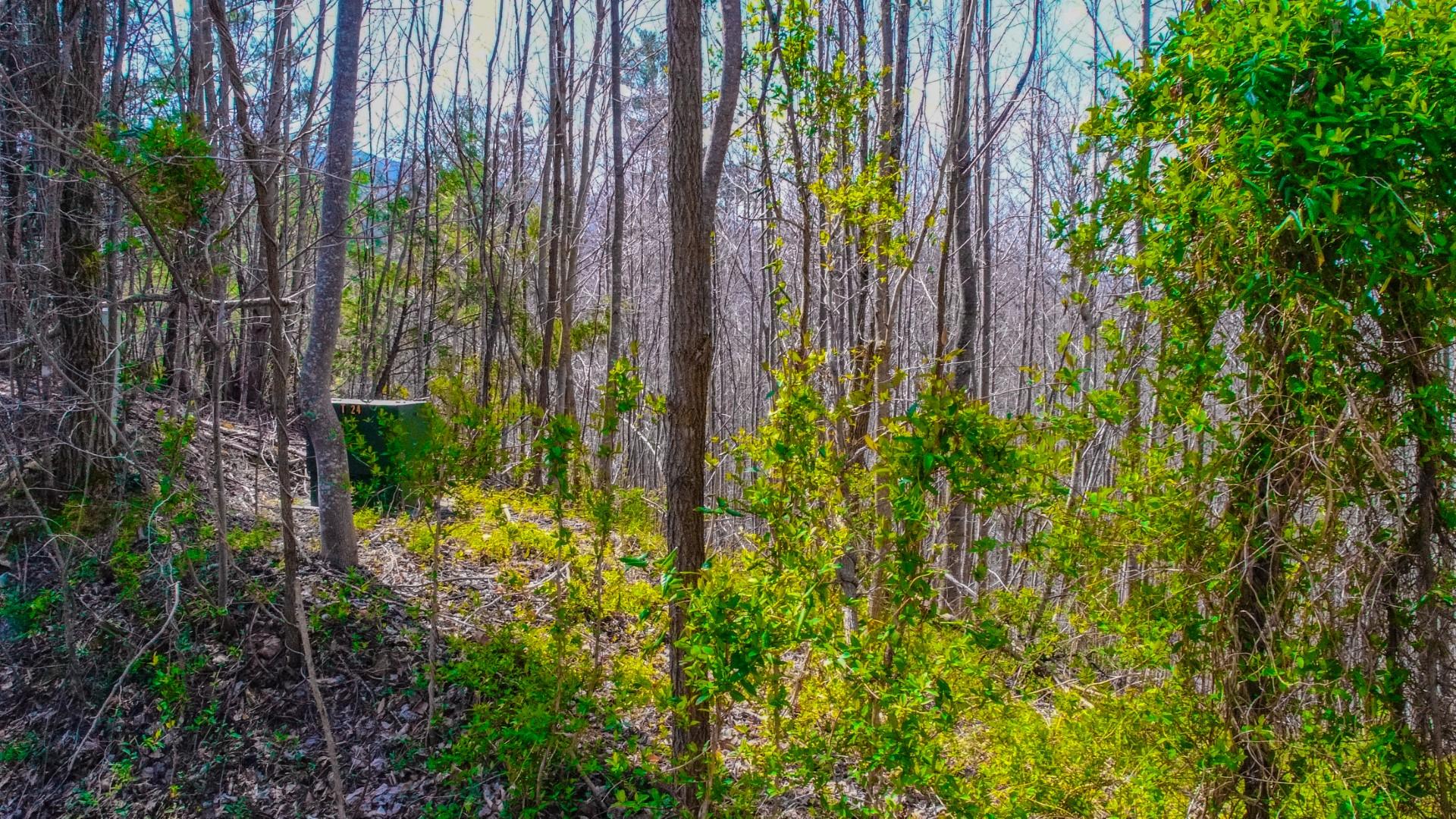 Sonshine Ridge Cosby, TN 37722 - Photo 17 of 24 16