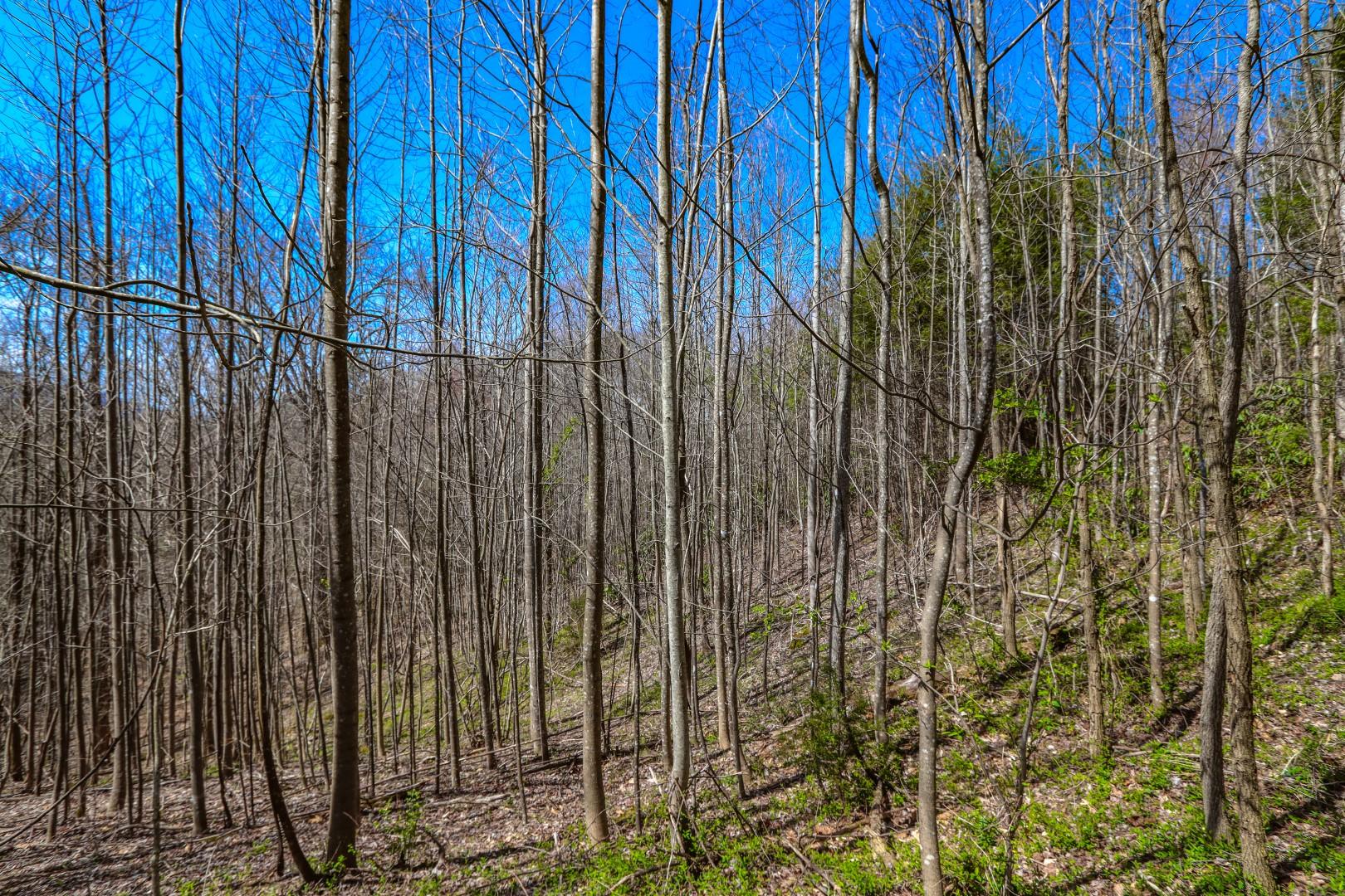 Sonshine Ridge Cosby, TN 37722 - Photo 20 of 24 IMG_0254