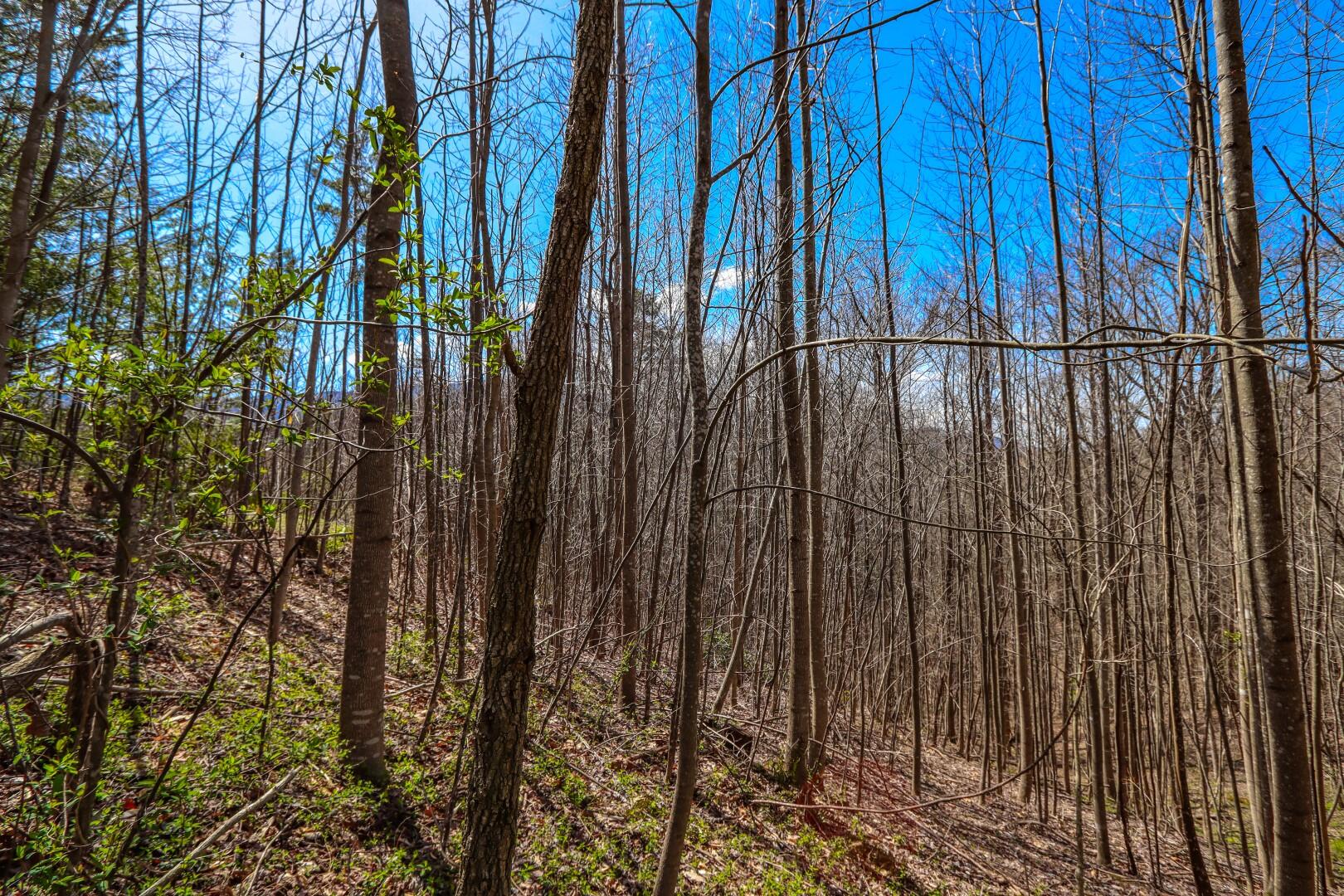 Sonshine Ridge Cosby, TN 37722 - Photo 21 of 24 IMG_0255