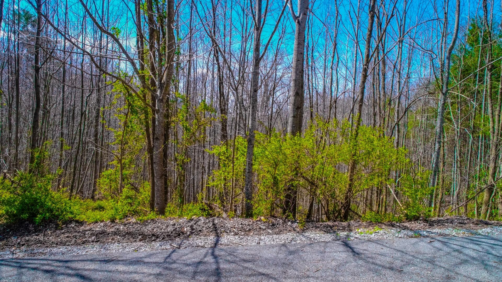 Sonshine Ridge Cosby, TN 37722 - Photo 6 of 24 6